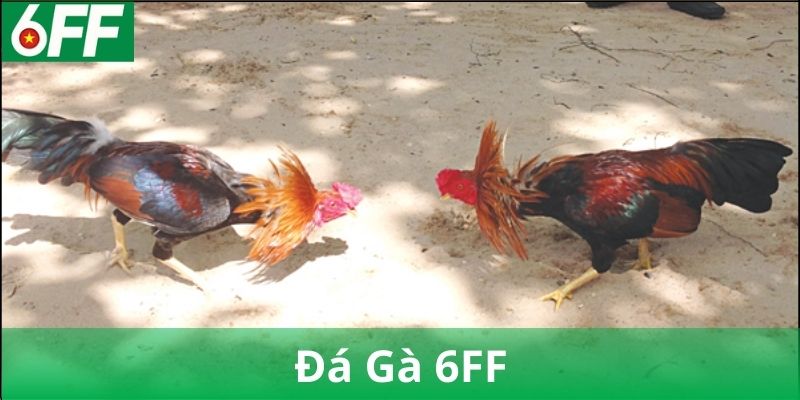 Lịch Sử và Xu Hướng Phát Triển Đá Gà 6FF