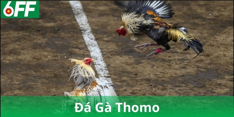 Nguồn gốc và lịch sử của Đá Gà Thomo