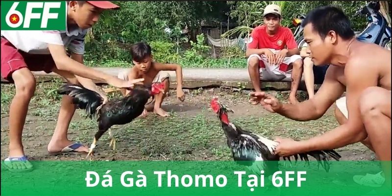 Cách chăm sóc và huấn luyện gà đá Thomo