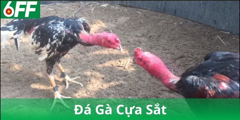 Đặc Điểm Nổi Bật Của Đá Gà Cựa Sắt