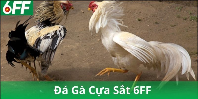 Các Yếu Tố Quyết Định Chiến Thắng Trong Đá Gà Cựa Sắt