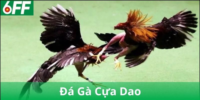Đá gà cựa dao là gì?