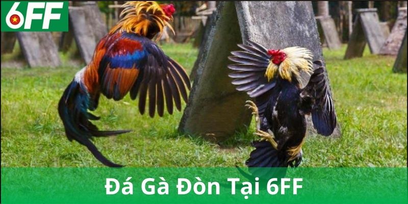 Ý Nghĩa Văn Hóa Của Đá Gà Đòn