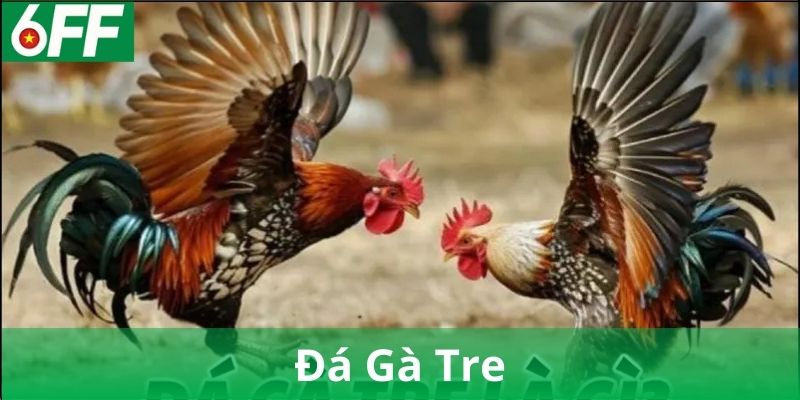 Đá Gà Tre là gì?