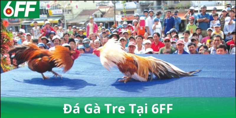 Luật chơi đá gà tre phổ biến